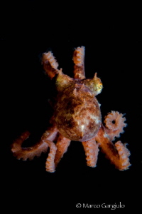 Little octopus by Marco Gargiulo 